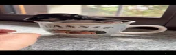Chihuahua cani in vendita: Bellissima cucciola chiwawa tricolor tan a Città Metropolitana di Torino - Annuncio 5