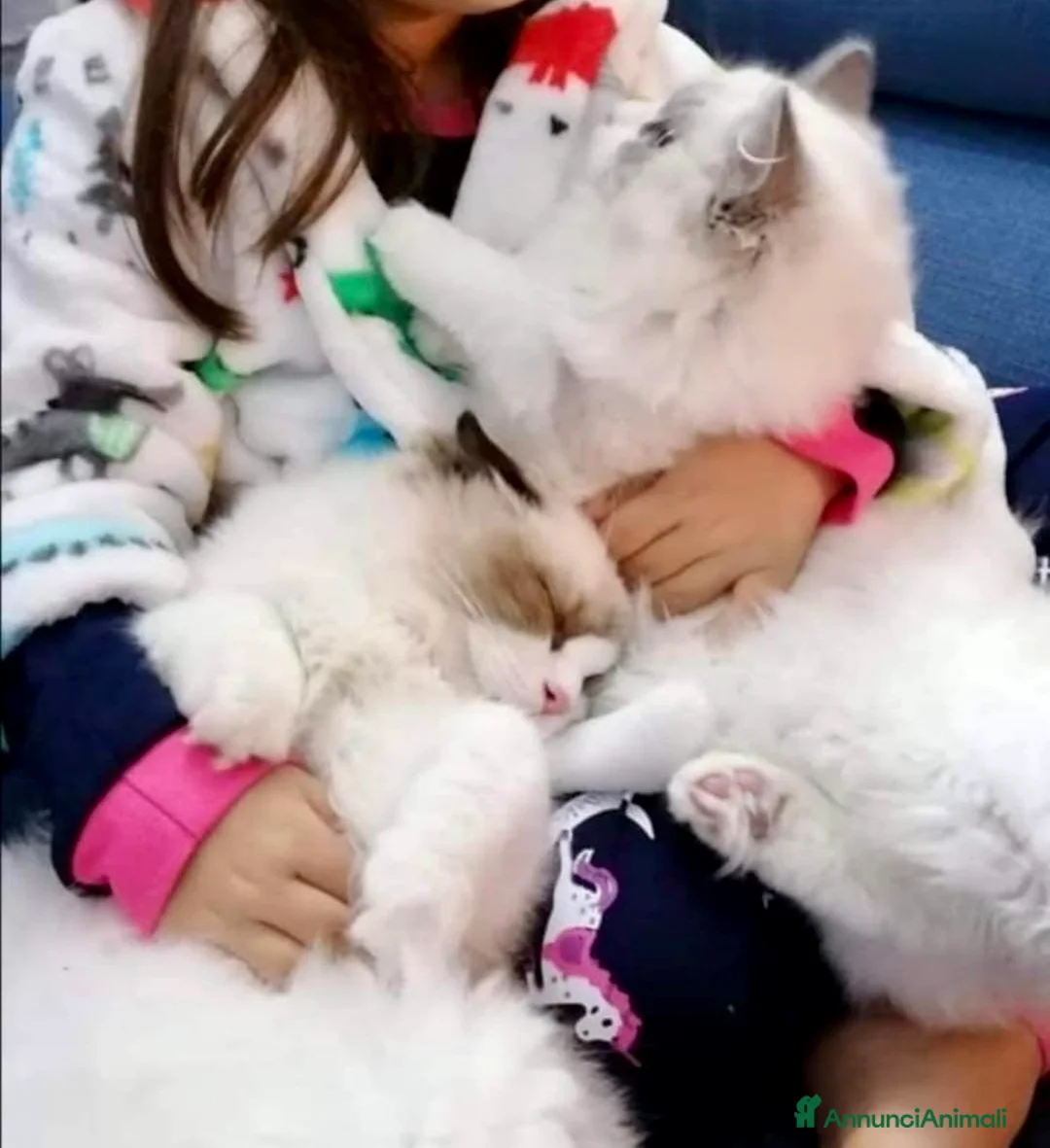 Ragdoll gatti in vendita: Cuccioli RAGDOLL  Pedigree / Pet Therapy - Annuncio 2