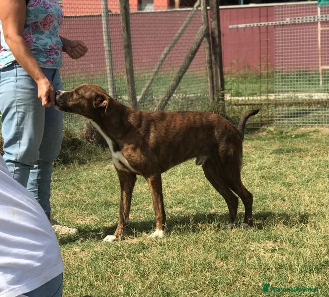 Boxer cani in regalo: Rap, simpaticissimo simil boxerino a Provincia di Latina - Annuncio 7