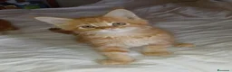 Maine Coon gatti in vendita: Cuccioli di maine coon - Annuncio 4