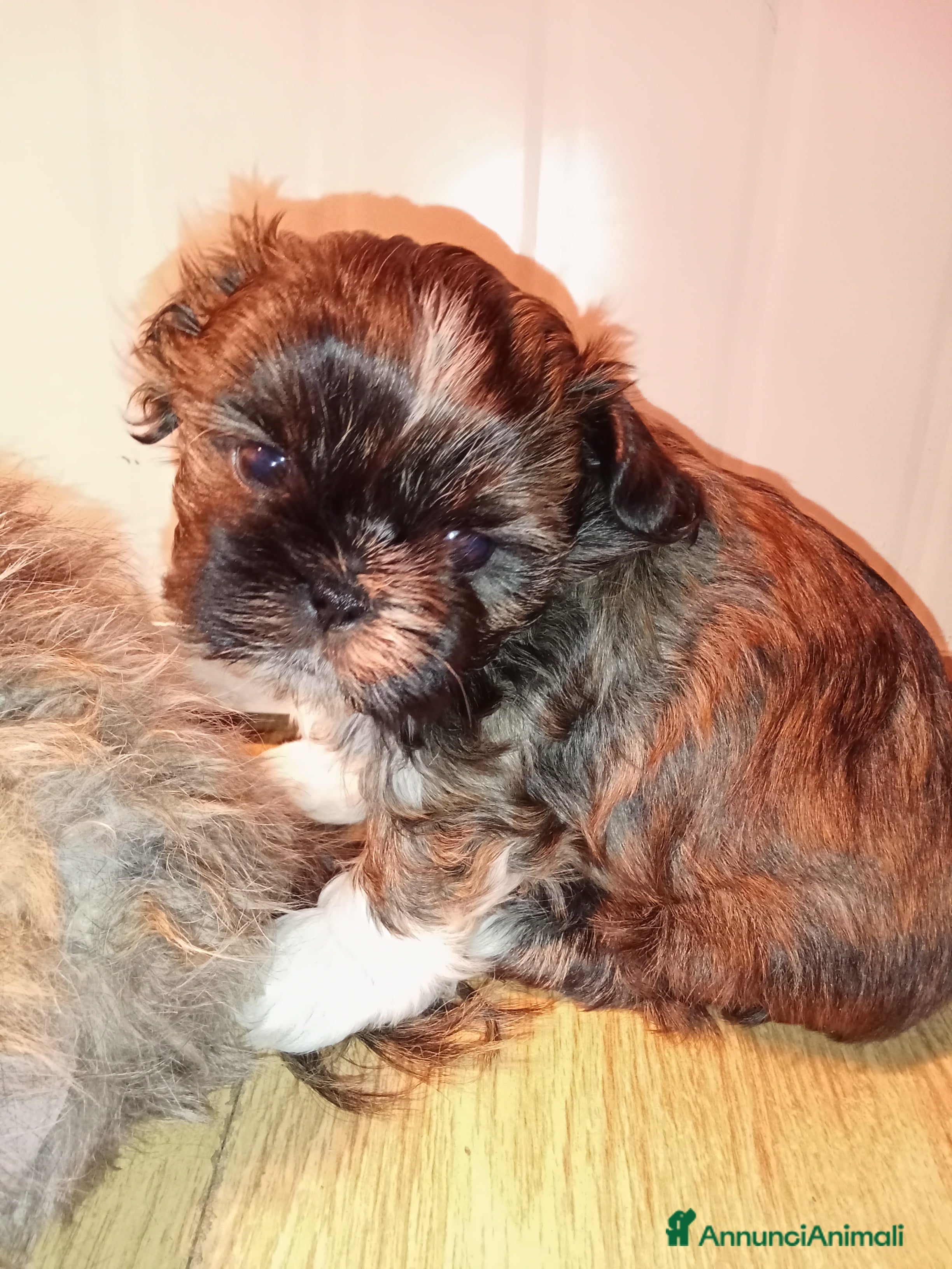 Shih Tzu cani Splendidi cuccioli di Shitzu  - Annuncio 5