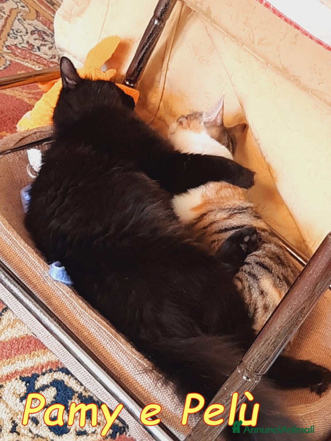 Europeo gatti in regalo: PAMY E PELU'  - Annuncio 3