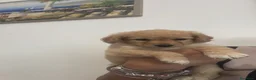 Barboncino cani in vendita: Barboncini - Annuncio 6