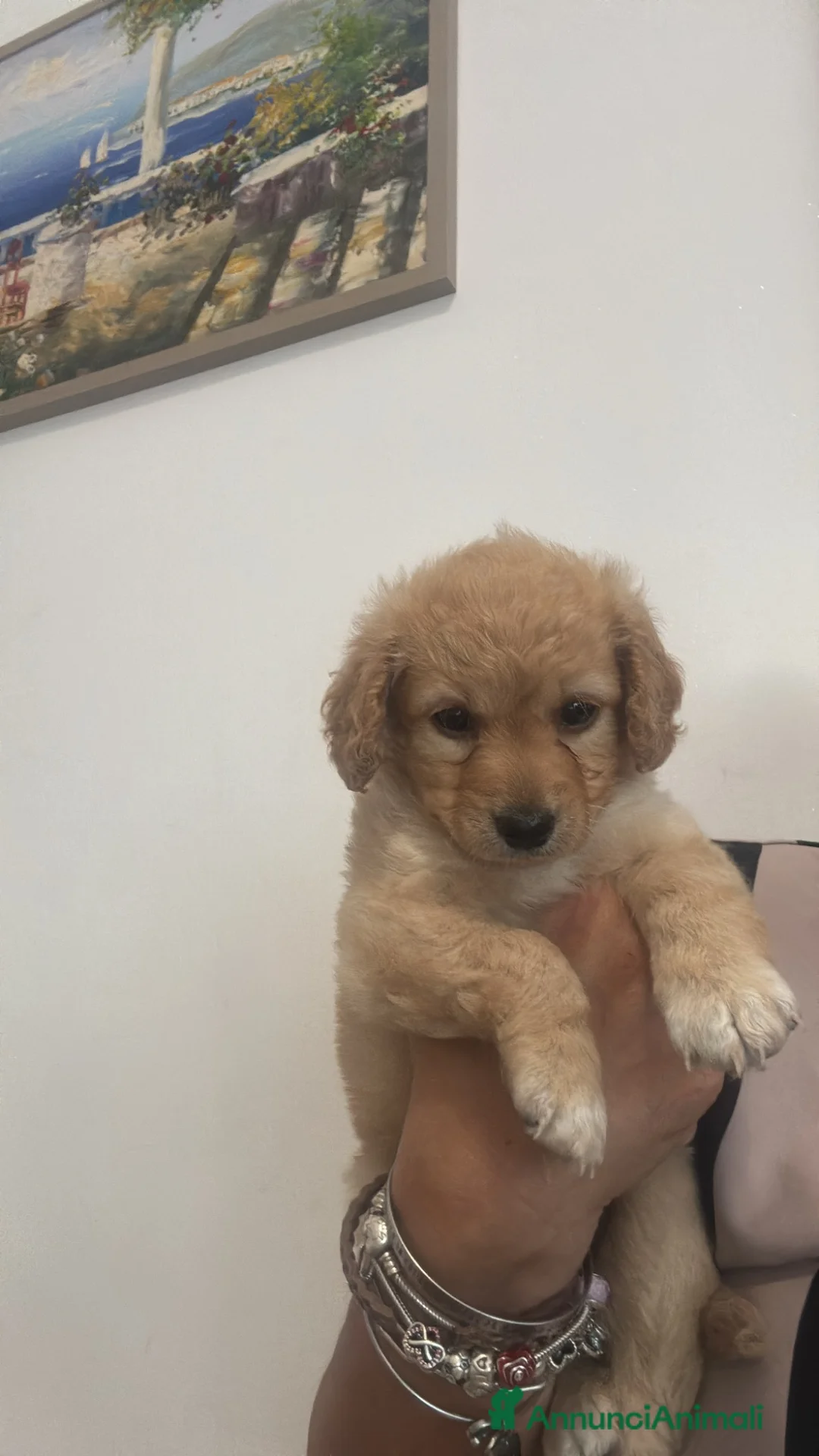 Barboncino cani in vendita: Barboncini - Annuncio 6