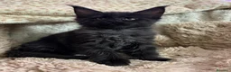 Maine Coon gatti in vendita: Cuccioli Maine Coon - Annuncio 4
