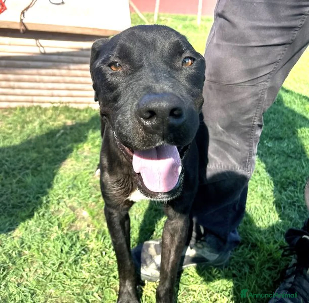Labrador cani in regalo: The king- cane nero mix labrador molosetto  - Annuncio 9