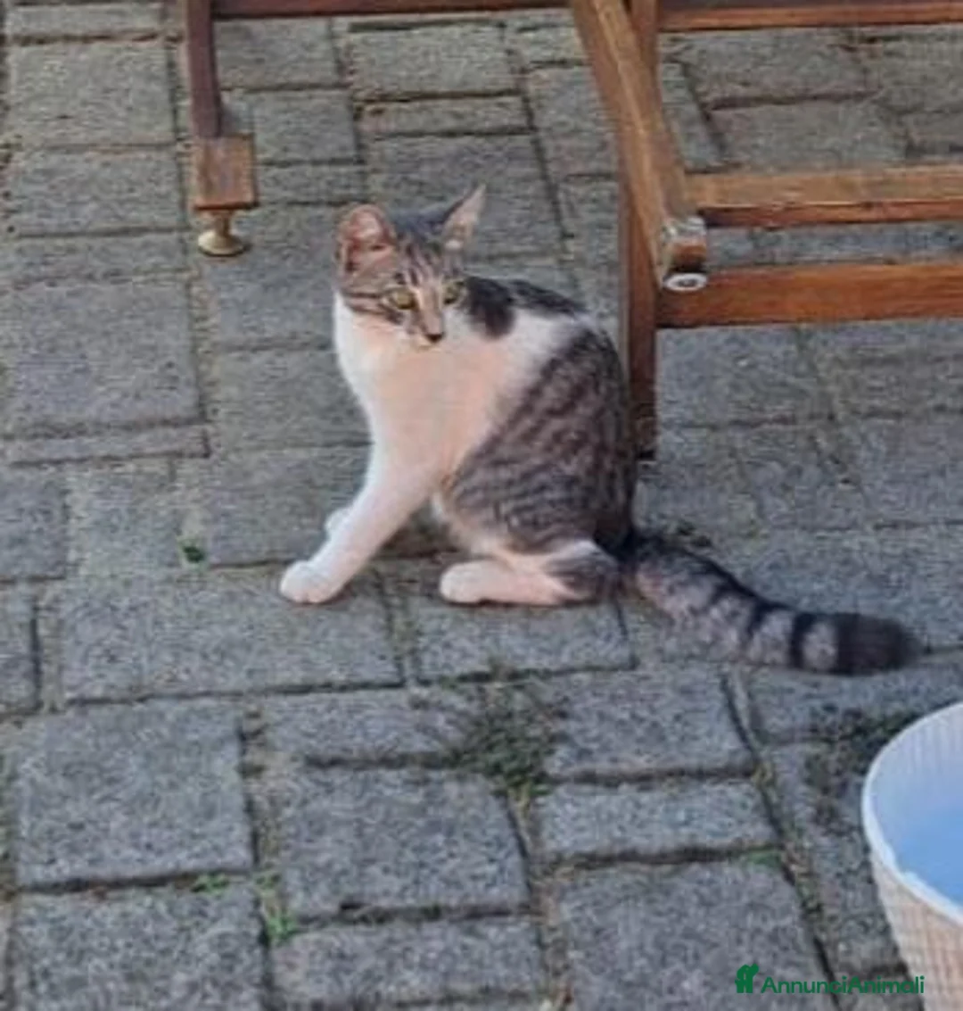 Meticcio gatti in regalo: 3mici sui 4mesi bianco/grigi SOS CASA VOGHERA PV - Annuncio 7