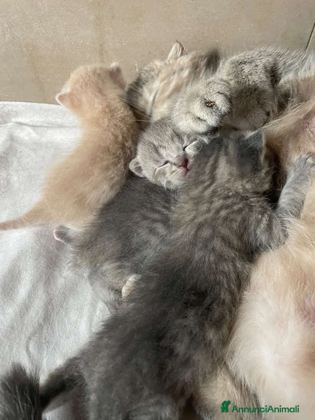 Scottish gatti in vendita: Cuccioli di gatto scottish/british a Provincia di Sondrio - Annuncio 2