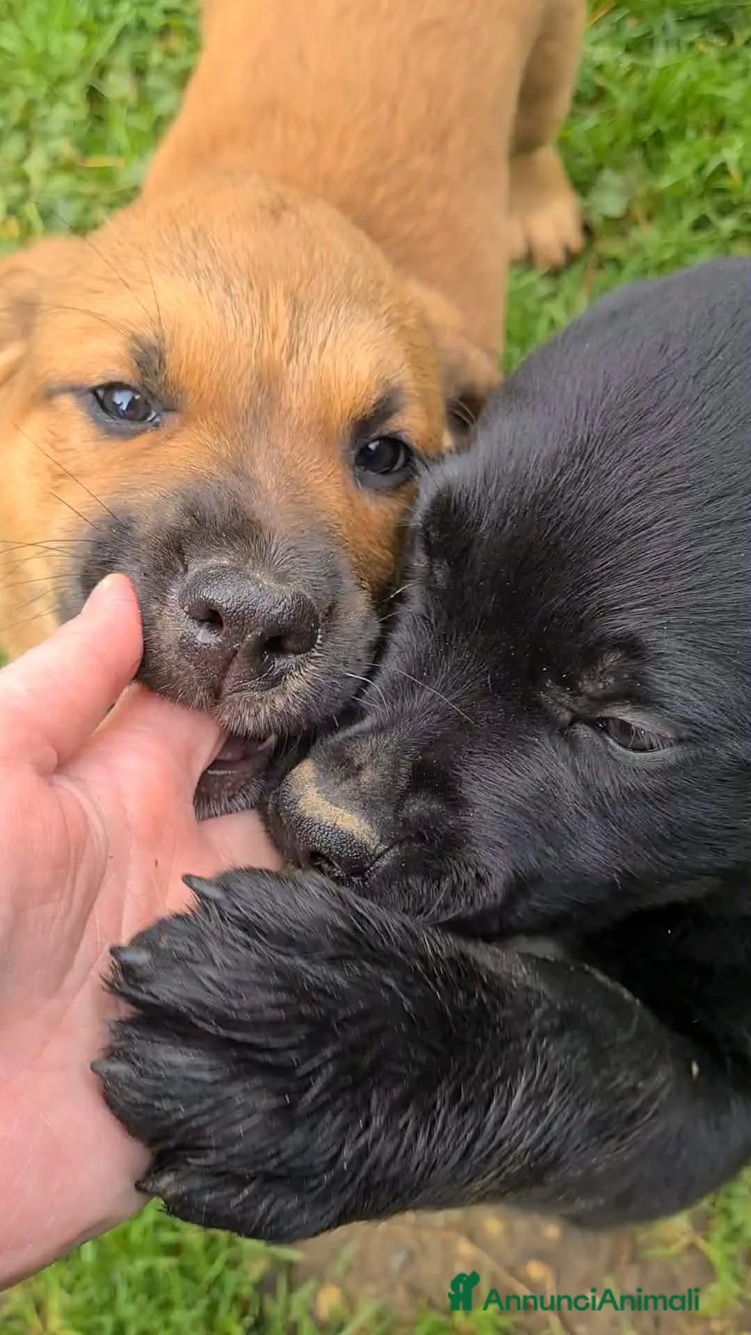 Rottweiler cani in regalo: CHUCKY, patatone mix ROTTWEILER. 2 MESI - Annuncio 2