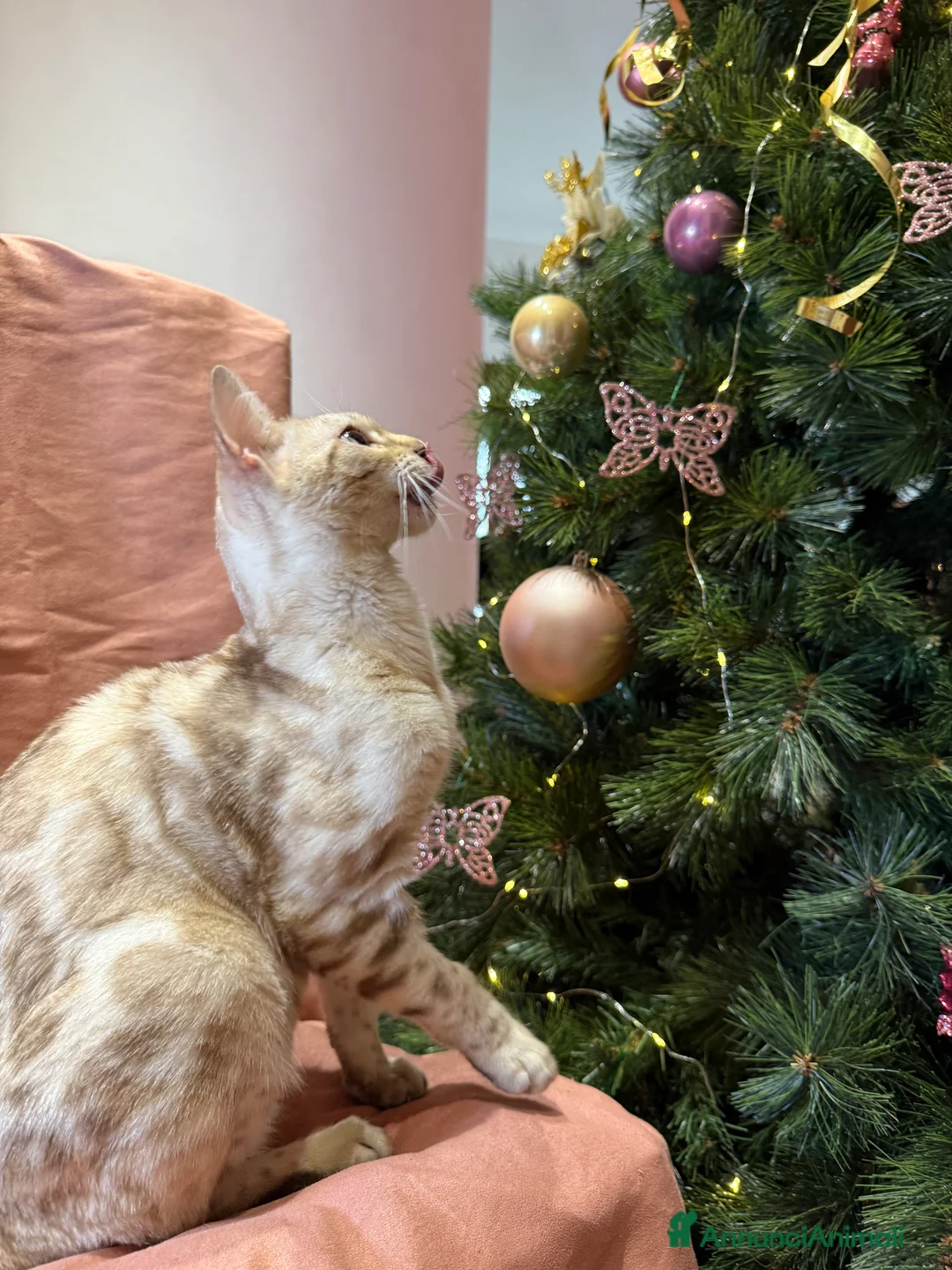 Bengala gatti in vendita: Gattino bengala snow mink  - Annuncio 6