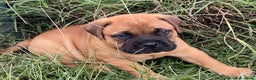 Bullmastiff cani in vendita: Cuccioli Bullmastiff  - Annuncio 12