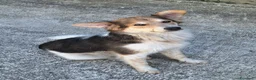 Meticcio cani in regalo: Kaan 8 mesi mix border collie  - Annuncio 3
