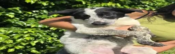 Meticcio cani in regalo: GIULIA 🩷 LA RICONOSCI TRA MILLE! 😍 a Provincia di Ancona - Annuncio 3