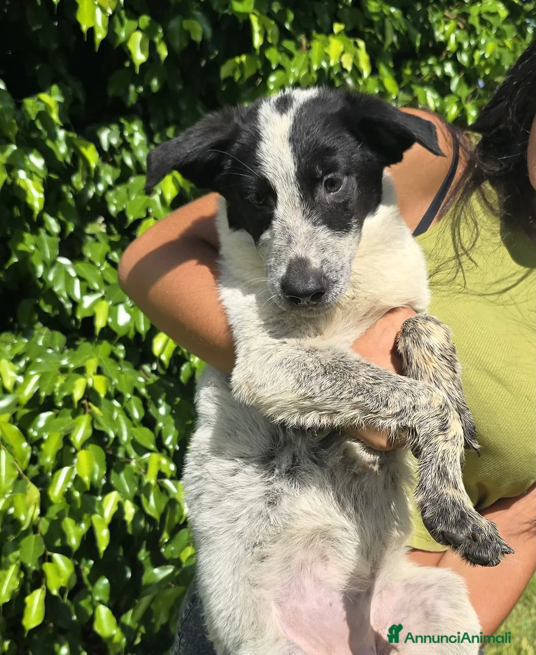 Meticcio cani in regalo: GIULIA 🩷 LA RICONOSCI TRA MILLE! 😍 a Provincia di Ancona - Annuncio 3