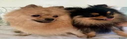 Volpino Pomerania cani in vendita: Bellissimi cuccioli di Pomerania  a Città metropolitana di Roma Capitale - Annuncio 19