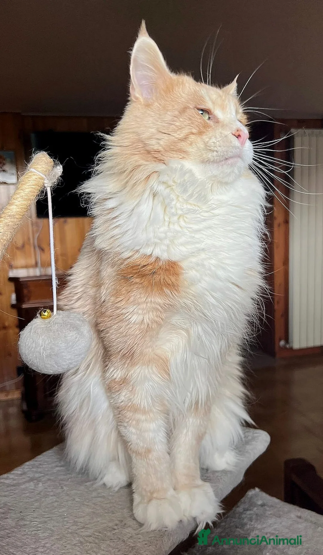 Maine Coon gatti in vendita: Cuccioli maine coon MCO pedigree 01 aprile 26 - Annuncio 8