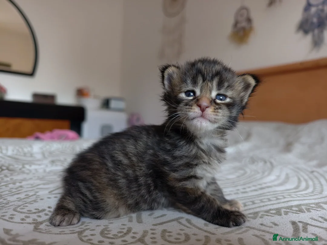Maine Coon gatti in vendita: Cucciole Maine coon  - Annuncio 2
