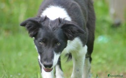 Border Collie cani in vendita: Border Collie con pedigree  a Provincia di Vicenza - Immagine 2