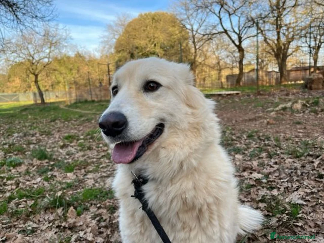 Meticcio cani in regalo: CREMA bella timidina - Annuncio 3