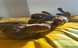 Bassotto cani per accoppiamento: bassotto nano per monta a Provincia di Perugia - Immagine 2