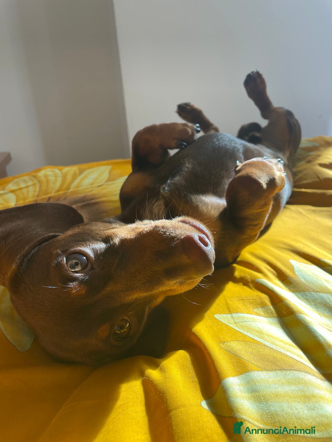 Bassotto cani per accoppiamento: bassotto nano per monta a Provincia di Perugia - Immagine 2