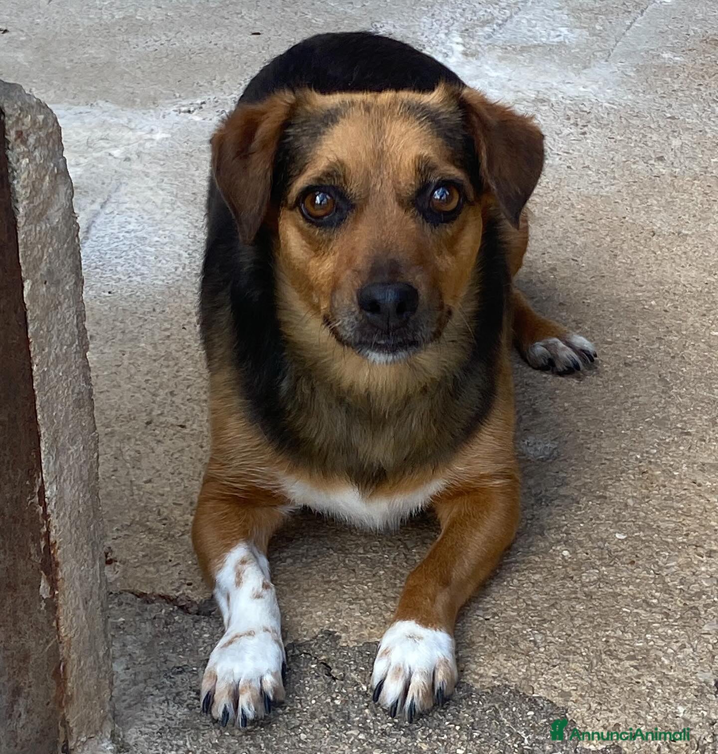 Meticcio cani MEMOLE taglia piccola 4 anni cerca adozione a Provincia di Latina - Annuncio 30