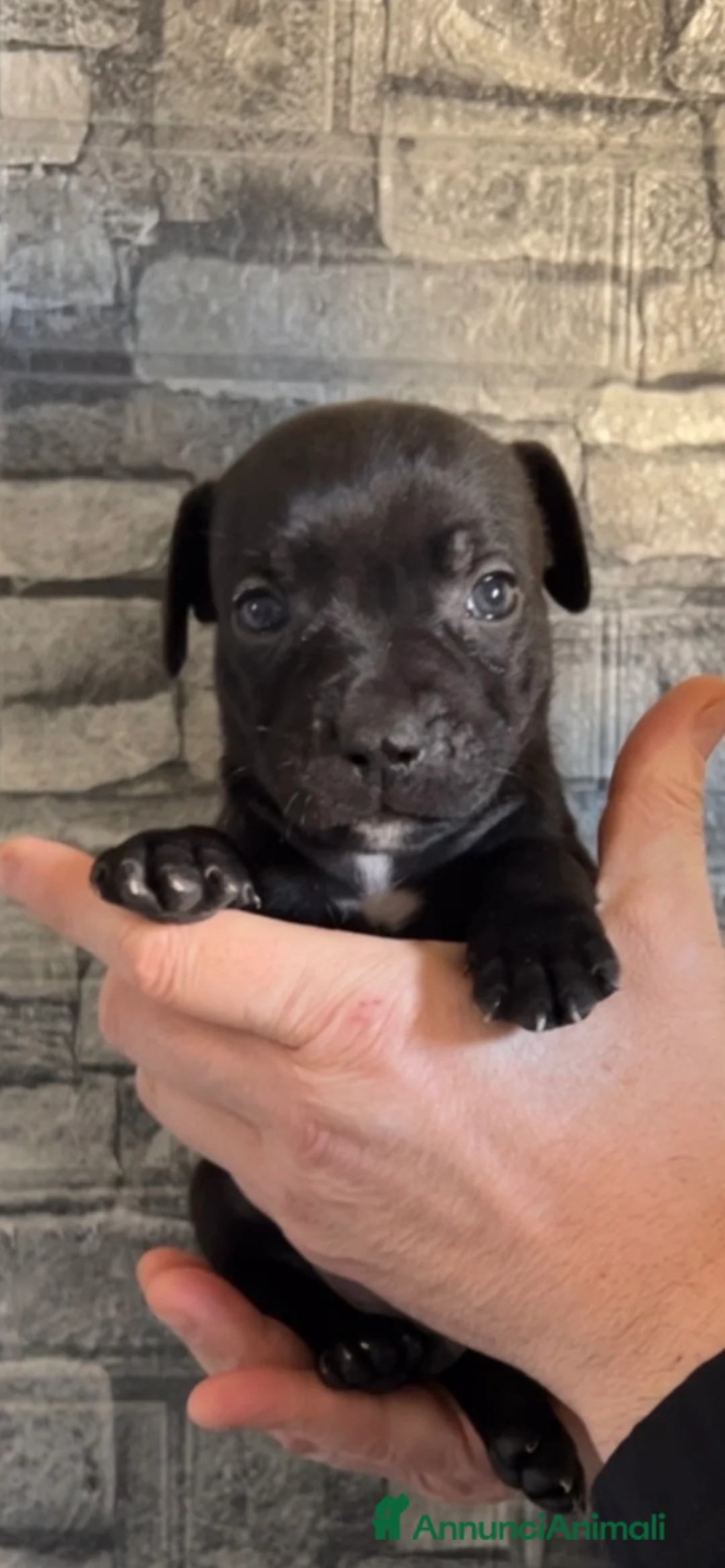 Staffordshire cani in vendita: Staffordshire bull terrier - Annuncio 4