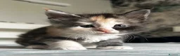 Maine Coon gatti in vendita: Maine Coon con pedigree  - Annuncio 12