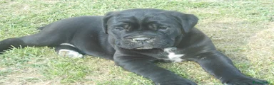 Cane Corso 3