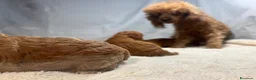 Barboncino Toy cani in vendita: Cuccioli barbone toy - Annuncio 4