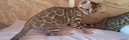 Bengala gatti in vendita: Bengala cuccioli  a Provincia di Ravenna - Annuncio 9