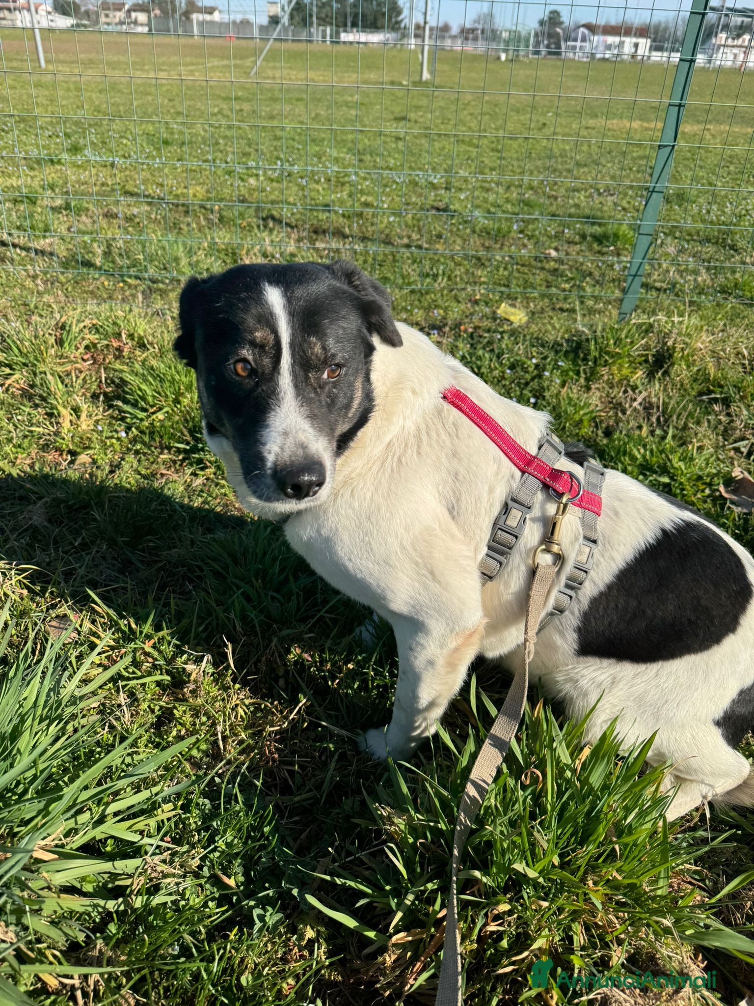 Meticcio cani Cookie, una tenerissima meticcia - Annuncio 18