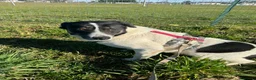 Meticcio cani in regalo: Cookie, una tenerissima meticcia - Annuncio 1