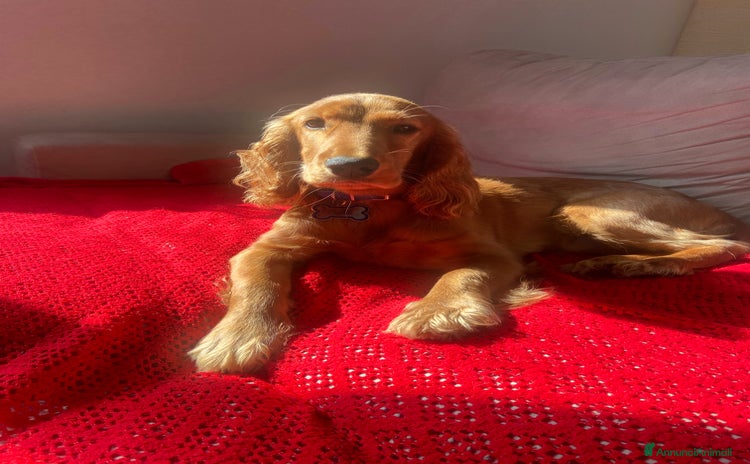 Cocker cani a Provincia autonoma di Trento - Annuncio 13