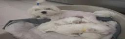 Maltese cani in vendita: Cucciolo maschio Maltese - Annuncio 2