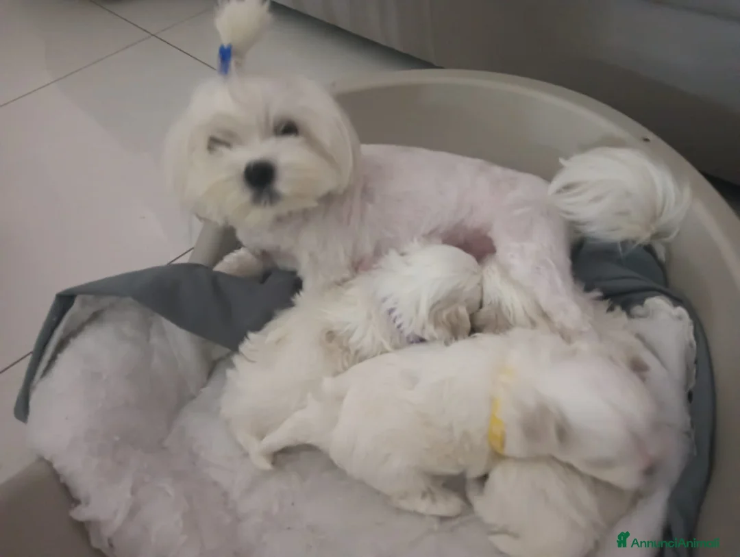 Maltese cani in vendita: Cucciolo maschio Maltese - Annuncio 2