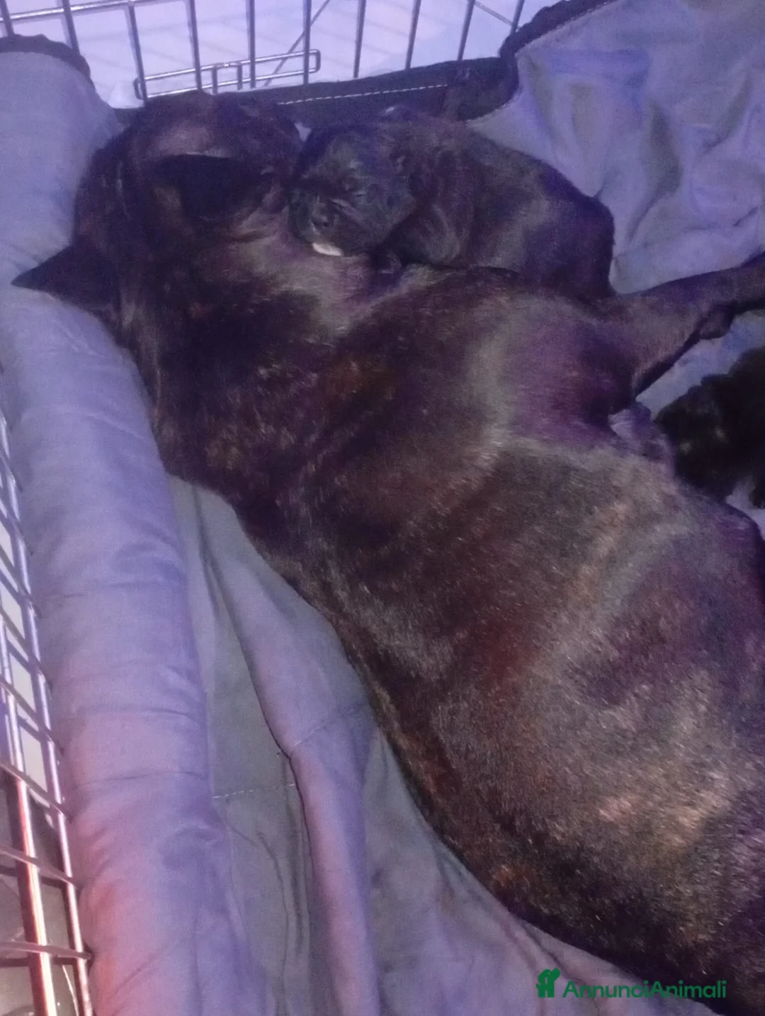 Bulldog Francese cani in vendita: Cuccioli bulldog francese  a Città metropolitana di Palermo - Annuncio 2