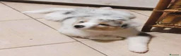 Australian Shepherd cani in vendita: Blue Sea un mare di gioia a Città Metropolitana di Firenze - Annuncio 4