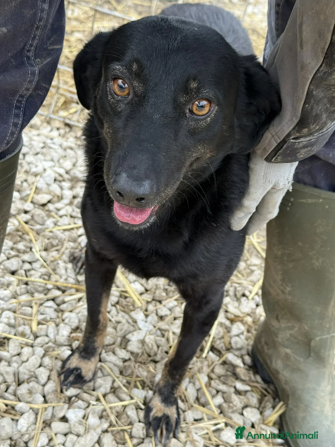 Meticcio cani in regalo: STELLA, nanetta dolce da morire! - Annuncio 8