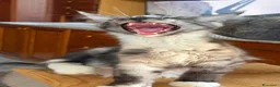 Maine Coon gatti in vendita: Gattini Maine Coon - Annuncio 20