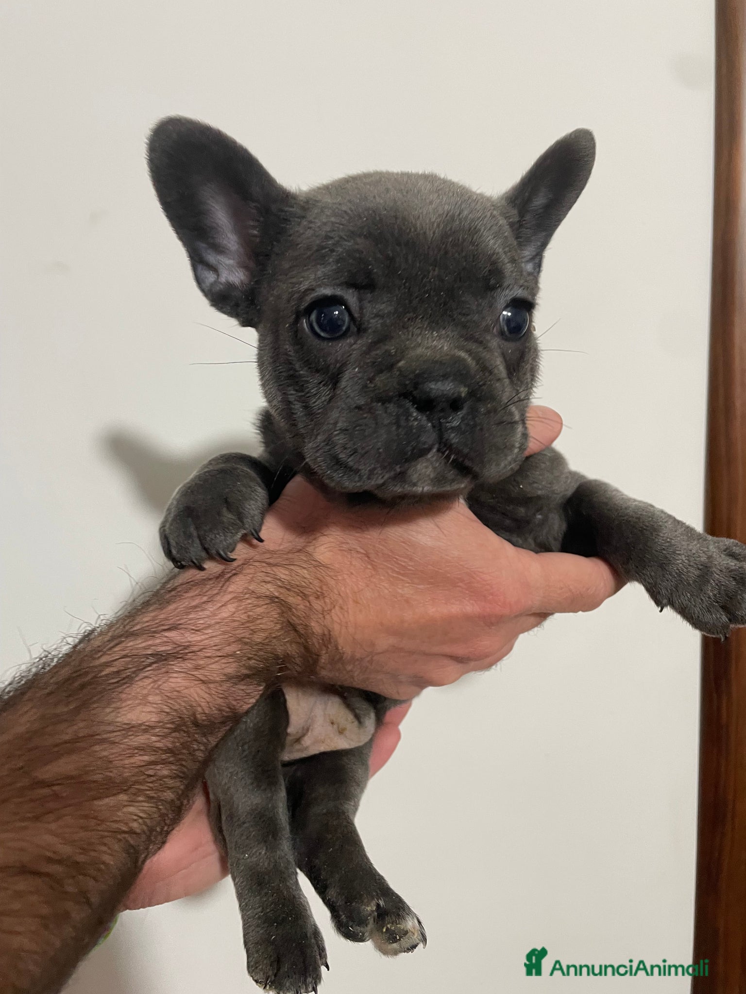 Bulldog Francese cani CUCCIOLI BULLDOG FRANCESE - Annuncio 11