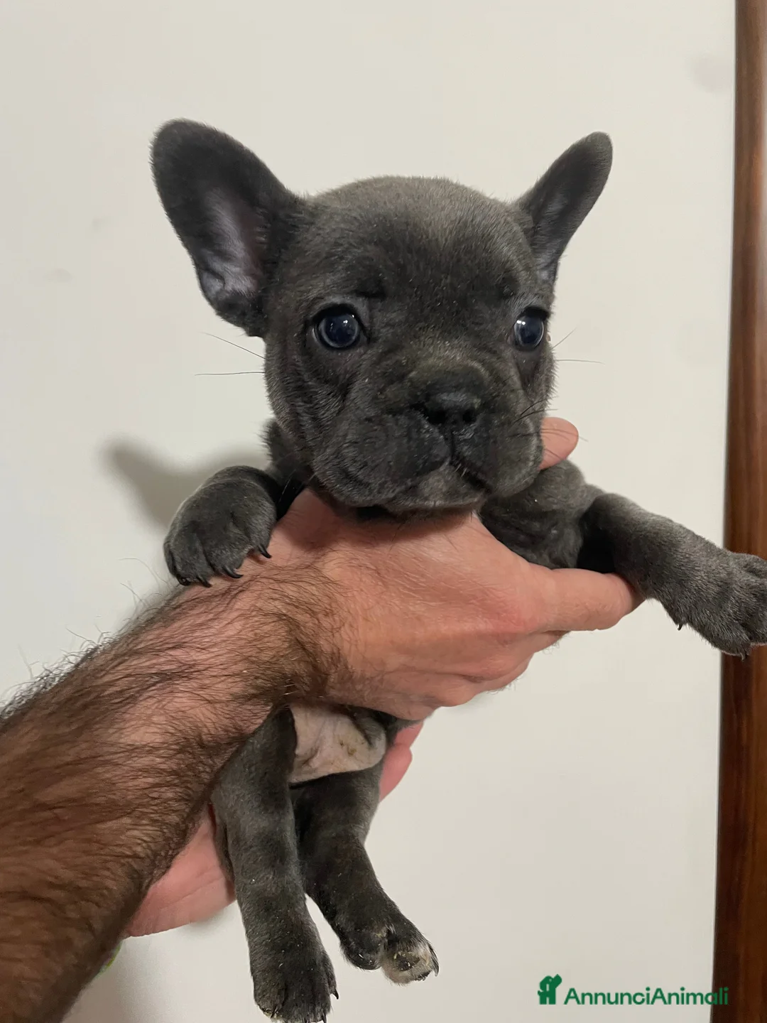 Bulldog Francese cani in vendita: CUCCIOLI BULLDOG FRANCESE - Annuncio 1