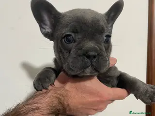 Bulldog Francese cani CUCCIOLI BULLDOG FRANCESE - Annuncio 1