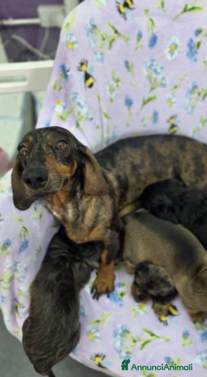 Bassotto cani Bassotti merle e blu - Annuncio 9