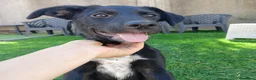 Meticcio cani in regalo:  Kora - Annuncio 5