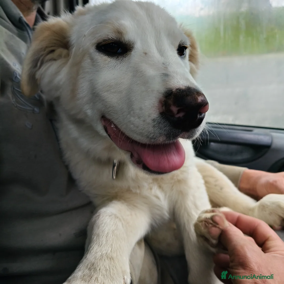 Meticcio cani in regalo: Dolce Eda cerca la sua occasione ❤️ a Provincia di Verona - Annuncio 9