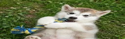 Alaskan Malamute cani in vendita: Cucciola di alaskan malamute - Annuncio 4