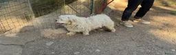 Meticcio cani in regalo: Snoopy, un meticcio coccolone - Annuncio 4
