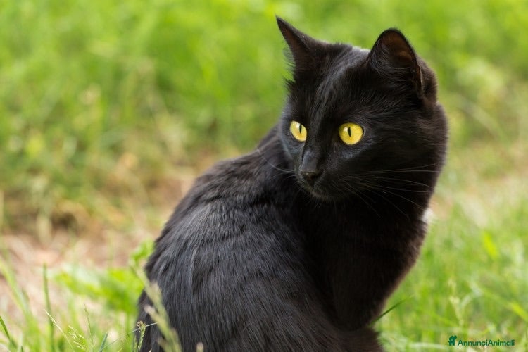 Europeo gatti Gattina nera 2 anni sterilizzata  - Annuncio 4