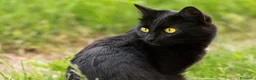 Europeo gatti in regalo: Gattina nera 2 anni sterilizzata  - Annuncio 1